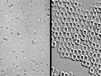 Split screen depicting colloids in a scattered pattern on Earth and as a connected pattern in microgravity.