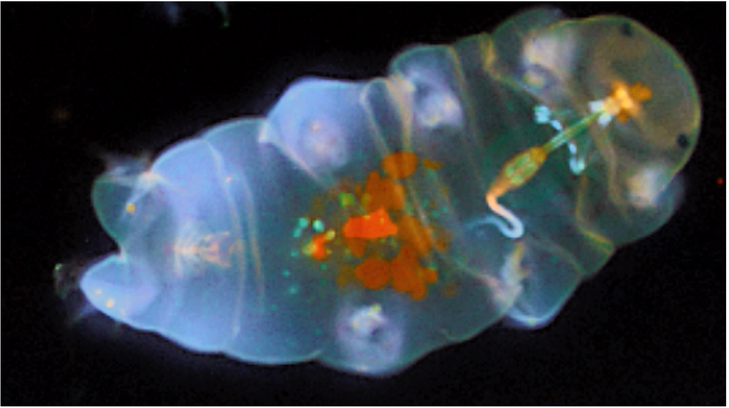 Colorful photo of a tardigrade organism