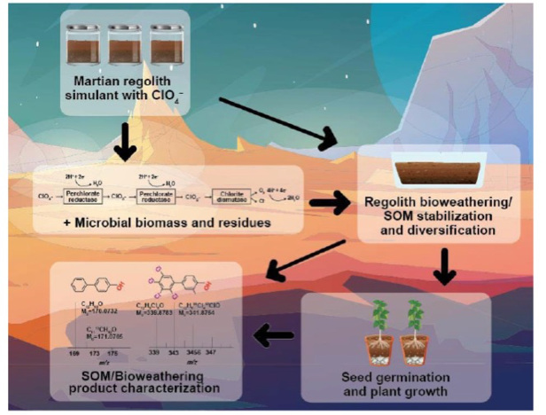 Graphic of experiment process with Martian surface background. In the upper left-hand corner, is a graphic of three transparent jars of Martian regolith. This graphic points to a large transparent container of soil to represent the bioweathering stage. This graphic points to two potted plants showing successful germination and growth.