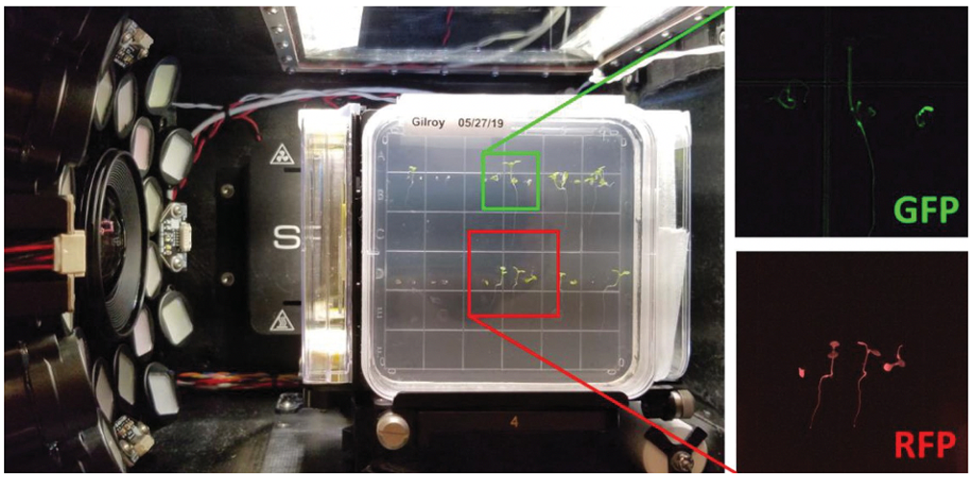 Photo of the carousel subsystem on the left, photo of a plant specimen expressing green fluorescent protein (top) and red fluorescent protein (bottom)