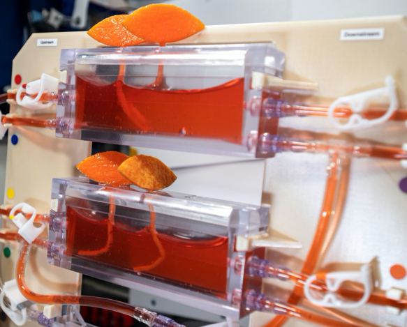 Photo of hydroponics experiment, two clear containers with an orange fluid in them and connected by clear tubes
