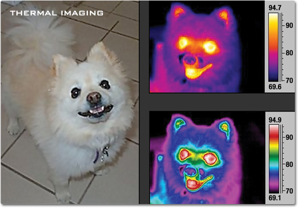 A true-color image of a small dog along with images of the same dog in thermal infrared. The color -coded infrared images reveal areas of higher temperature around the eyes and mouth, with cooler temperatures on the nose and snout.