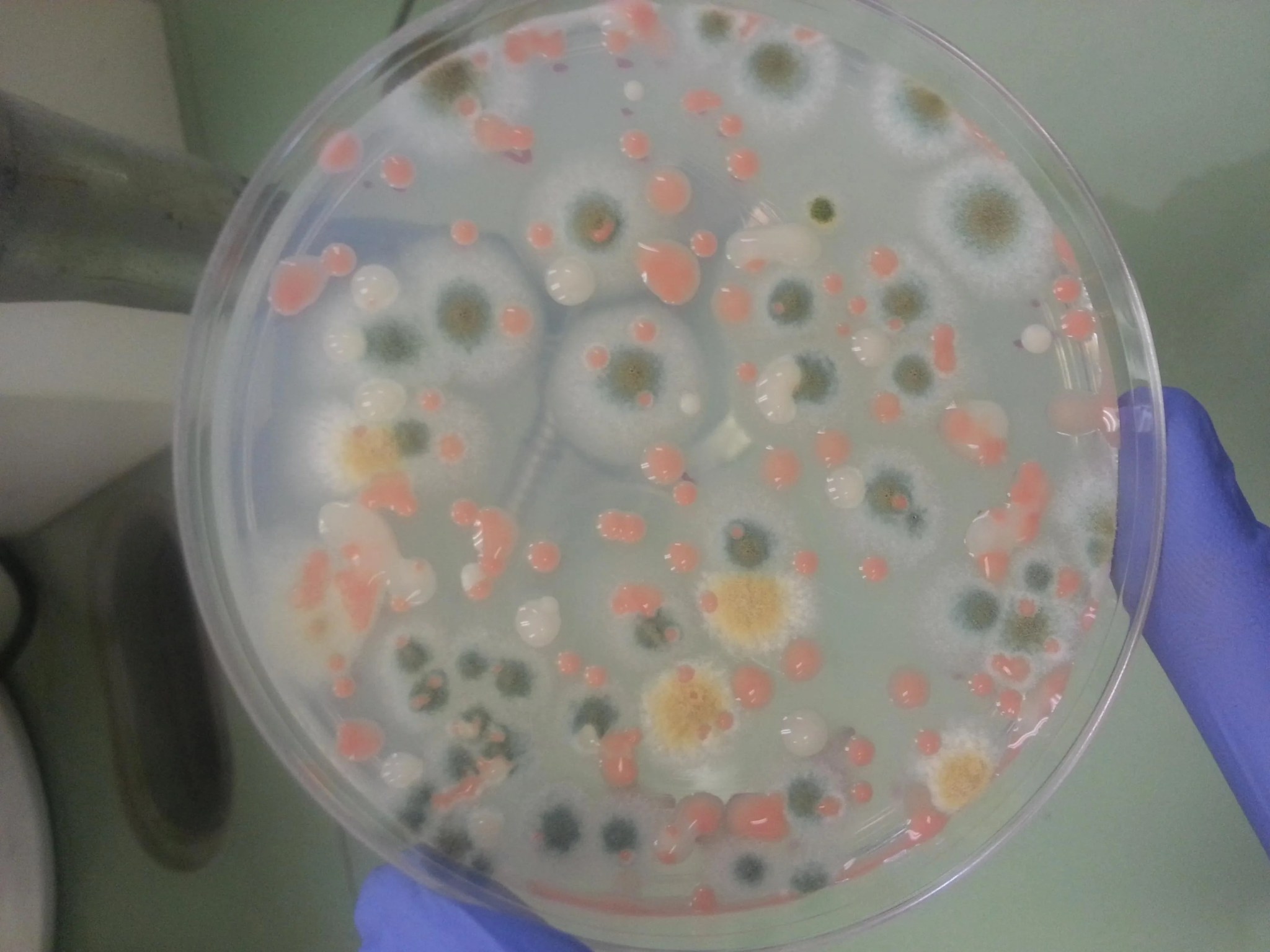 iss-mo1_plates_dinning_table_2.jpg