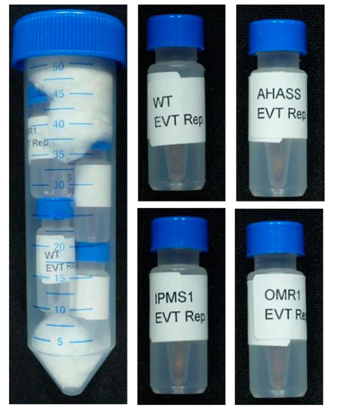 5 opaque, plastic vials with blue lids. The left side has a large vial which fits the four smaller vials. The 4 smaller vials have a single tube each including a brown substance.