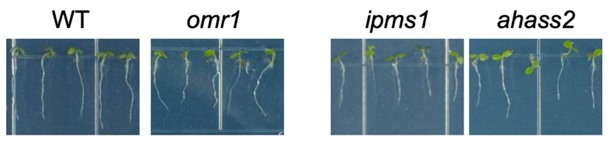 Four side-by-side images of sprouting plants.