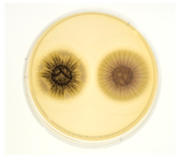 Pale yellow circle with two iris-looking circles inside – the left one being darker than the right faded circle.