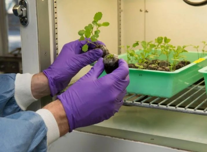 Person holding small growing plant with tray of other plants inside of a chamber in the background.
