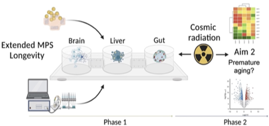 A graphic showing two phases of the research. In phase one, there are three different transparent containers on a small platform with matter that represents brain, liver, and gut tissue. To the right of the containers are graphics representing phase two. The graphic immediately next to the three containers is a black and yellow circle with a fan-like image in the center – the symbol for radiation. To the far right-hand side of the graphic are two scientific charts representing premature aging.