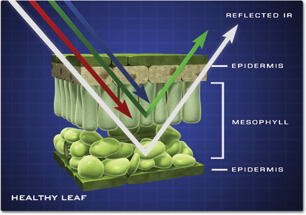 A cut-away illustration of the internal structure of a leaf. Shows indicating red, gree, blue, and infrared light energy interact with the leaf structure. The Red and Blue light is absorbed, green light is reflected by the top layer of the mesophyll and the infrared energy is reflected off the bottom layer.