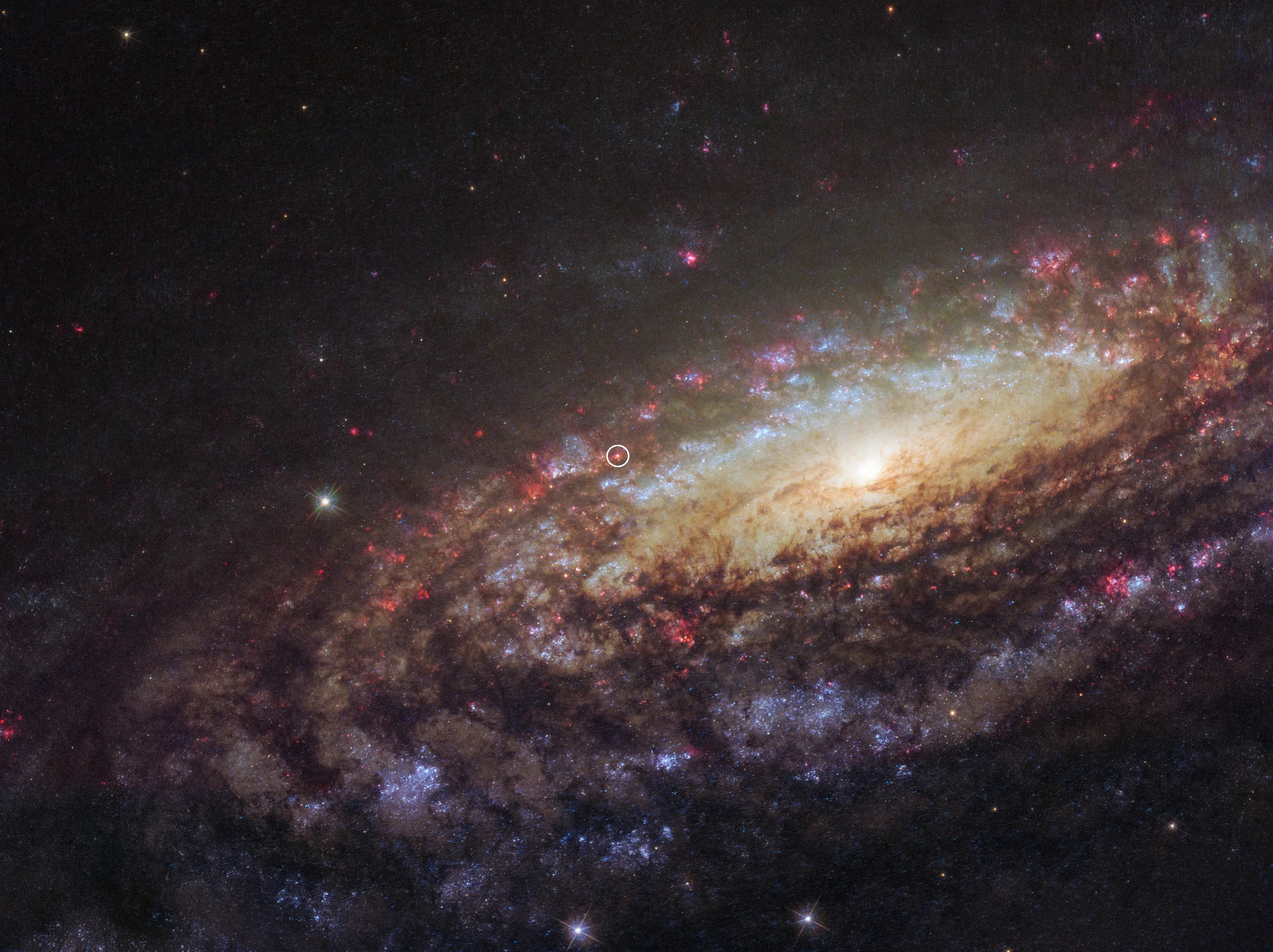 45 degree angle view of a spiral galaxy. Lots of dark purple and blue dust and gas orbits the bright yellow center. Near the center, on the distant arm of the galaxy, a small white circle shows where a supernova occured.