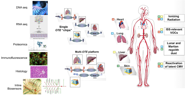 A graphic showing the process of integrating organ tissue equivalents (OTEs) to define real-time biological effects of various stressors during spaceflight. The process starts from identifying various things in the body that can be impacted like DNA sequencing, RNA sequencing, proteomics, immunofluorescence, histology, and inline biosensors (pictured). By using small tissue models, these things are tested against stressors like ionizing radiation and lunar/Martian regolith dust.