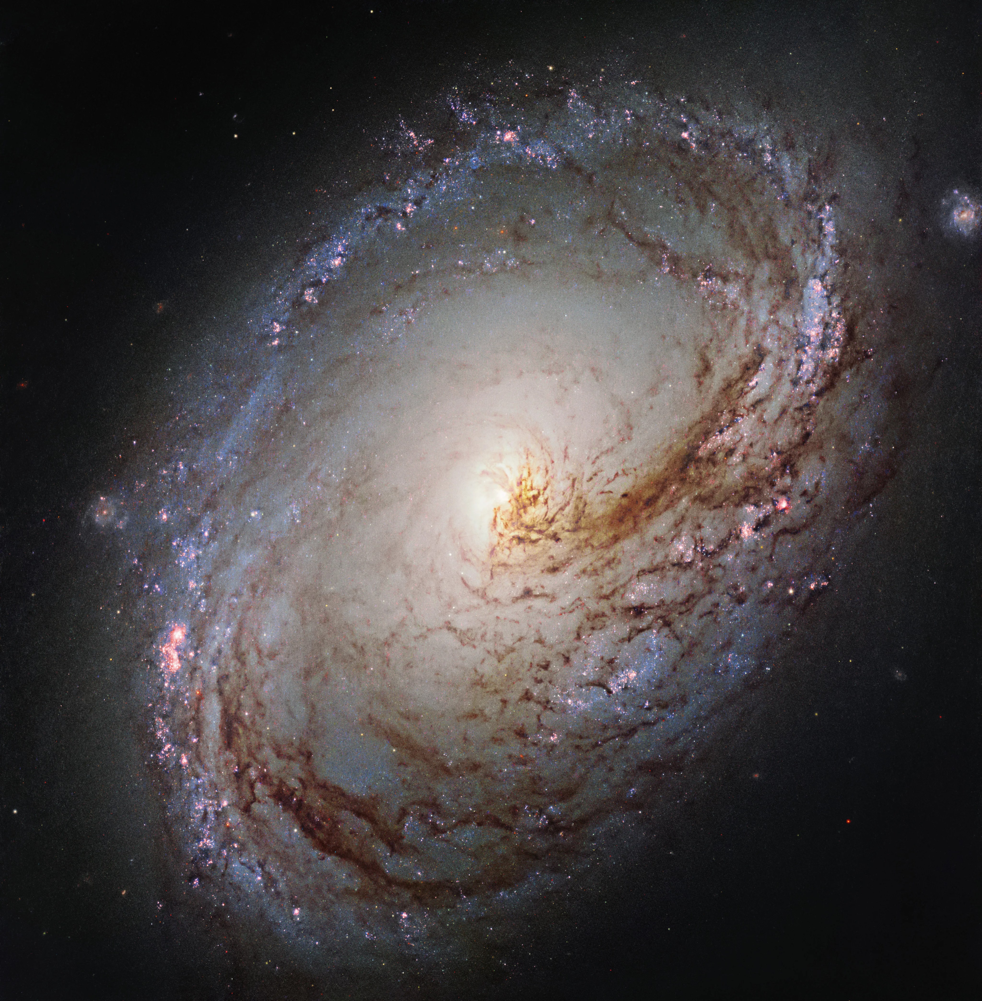 A spiral galaxy against black space. The galaxy's bright, yellow core is surrounded by spiraling arms laced with dark brown dust and pink and purple bursts of star formation.