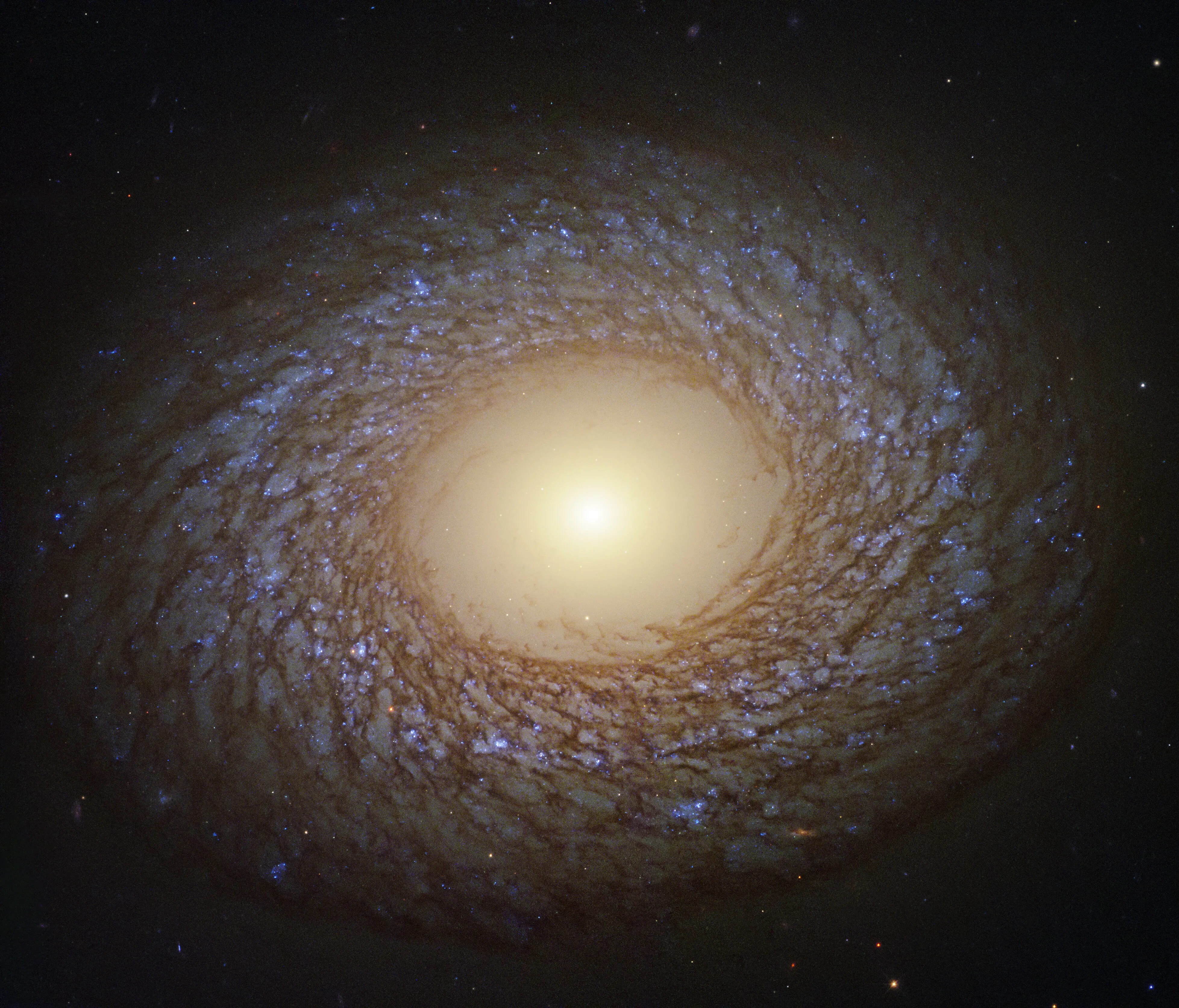 A galaxy with a large, yellow core shines against black space, surrounded by feathery, short spiral arms laced with dark brown dust and blue regions of star formation.