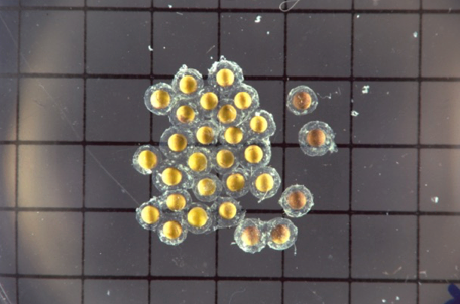 Cluster of yellow reproductive cells floating on a gray grid with black lines.