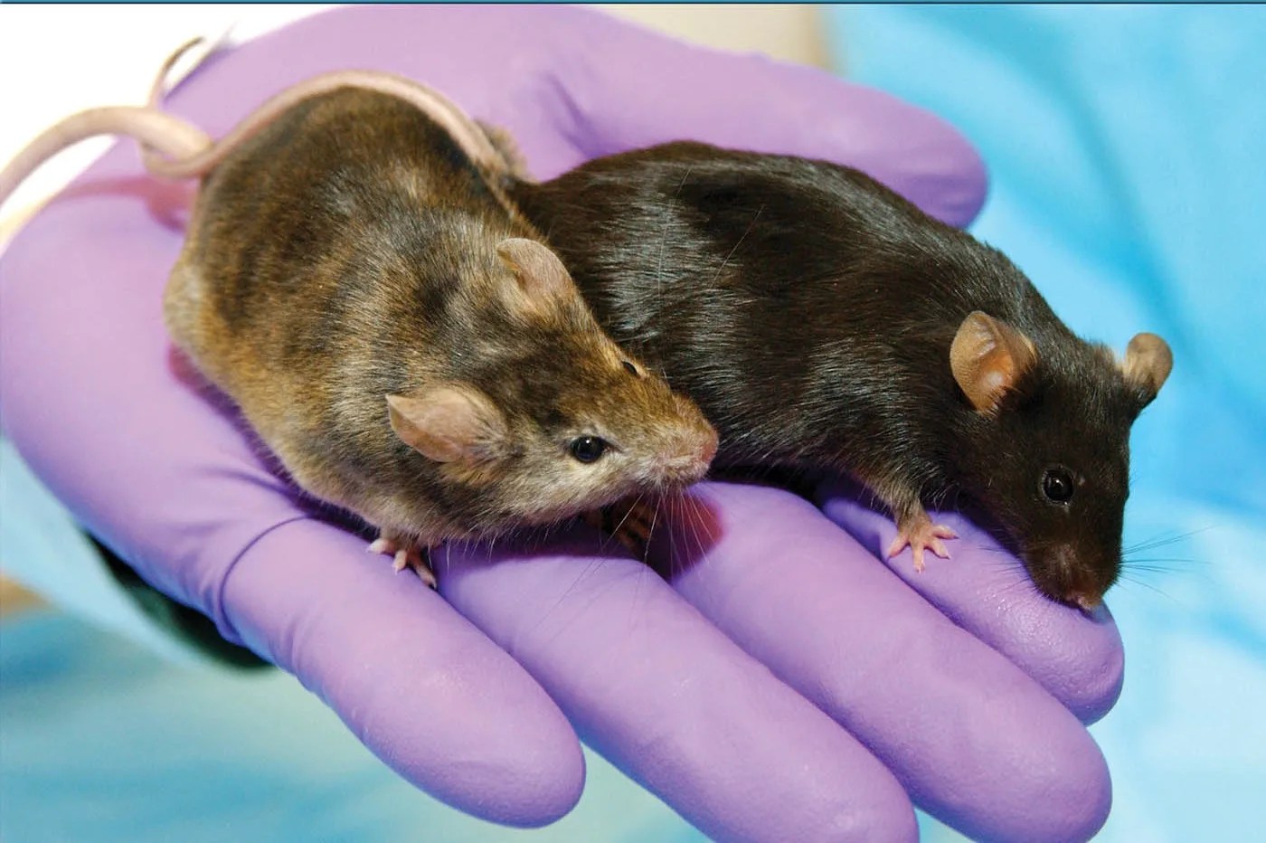 A brown mouse and a black mouse in the palm of a scientist's gloved hand.