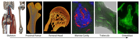 Images of skeletal structures and tissue