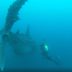 A diver attaches a tracking tag to a speckle-skinned whale shark.