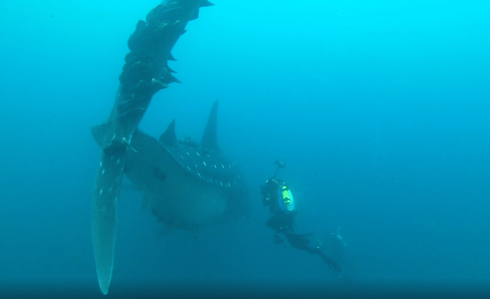 A diver attaches a tracking tag to a speckle-skinned whale shark.