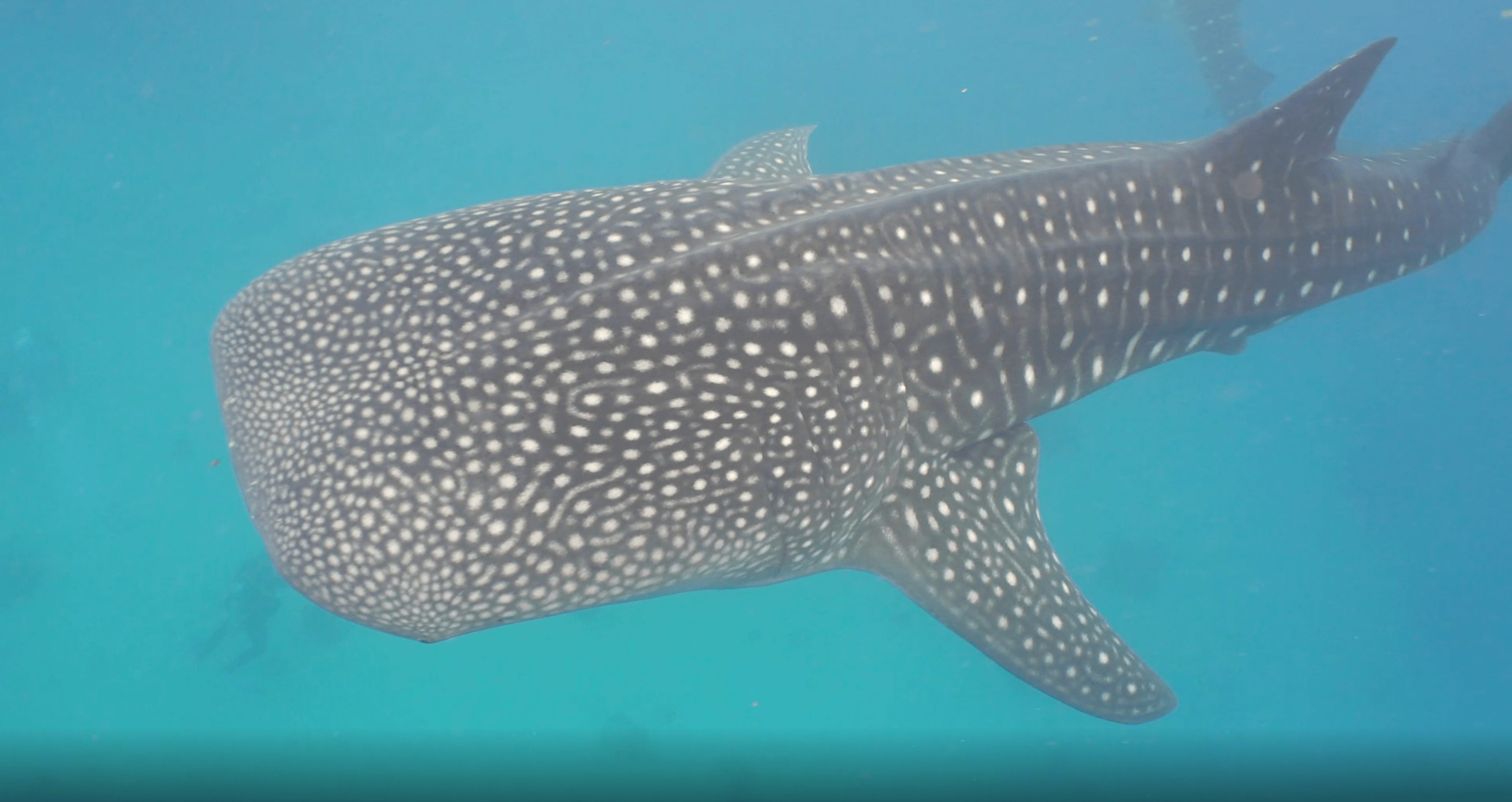 A speckle-skinned whale shark swimming in the ocean.