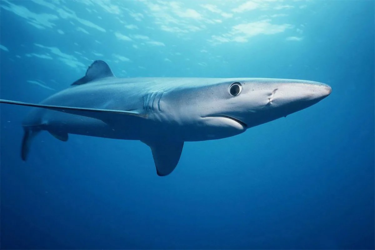 Photo of shark swimming under water
