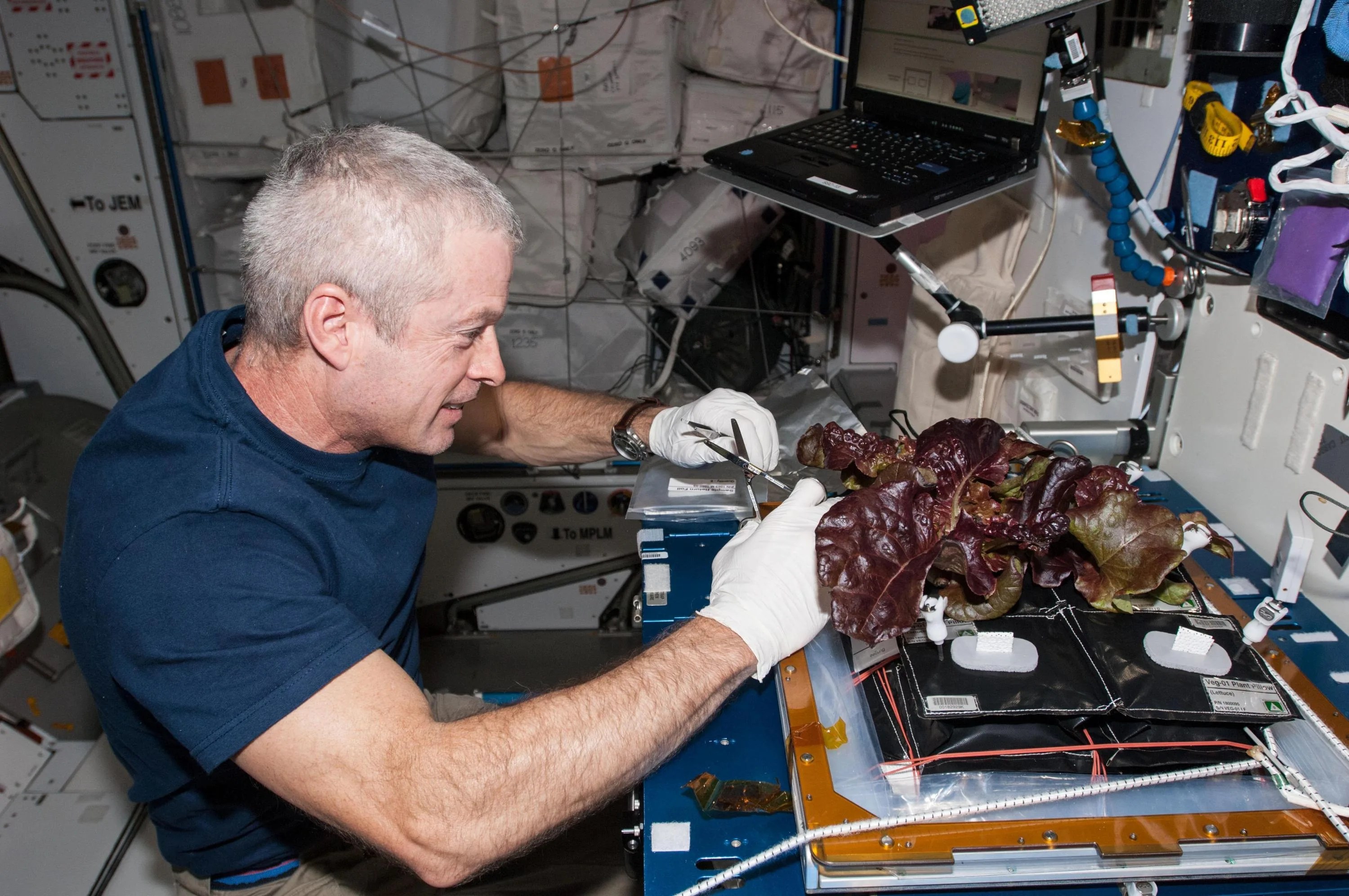 Man in space conducting experiment on plant using test equipment.