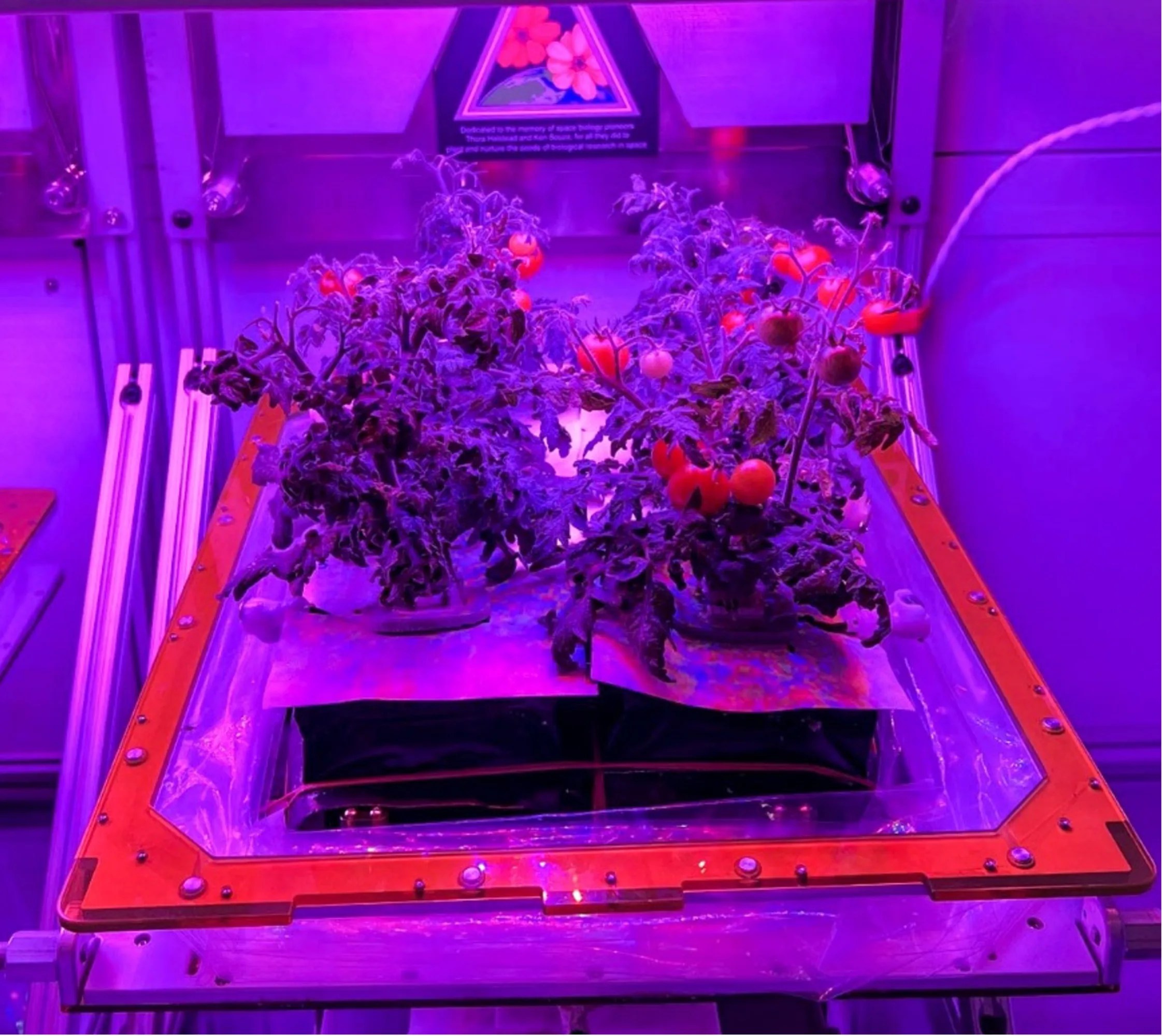 Small red tomatoes growing under a flat metallic fixture that’s bathing the fruiting plants in blue and red lights, creating a purple hue. The plants are growing out of a red-framed open-box enclosure. Within the enclosure are black-padded pots made of a strong-water resistant flexible material called a flight pillow. This flight pillow encloses the base of the plants with a flat, white material.
