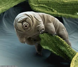 Green tardigrade.