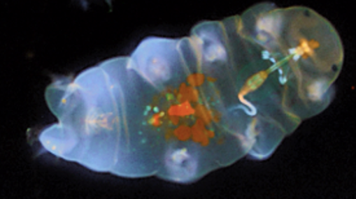 A semi-transparent image of a tardigrade against a black background. The tardigrade is plump, with four pairs of legs. The head end is at the right. Colors are used to identify the tardigrade’s internal systems.