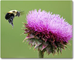 photo of a bee approaching a thistle