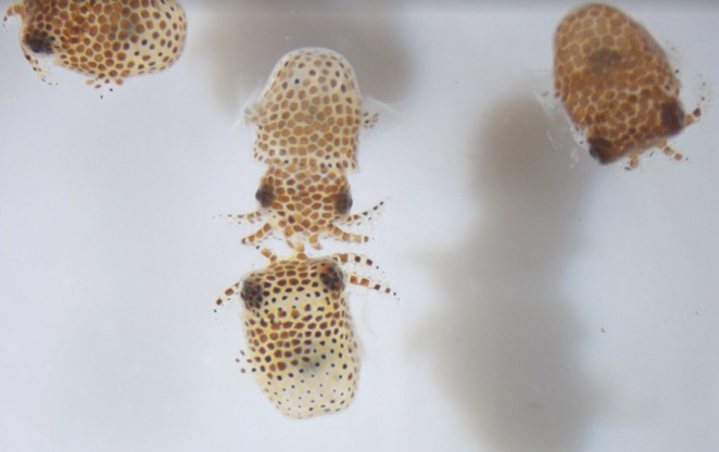 Photo of four brown-spotted bobtail squid