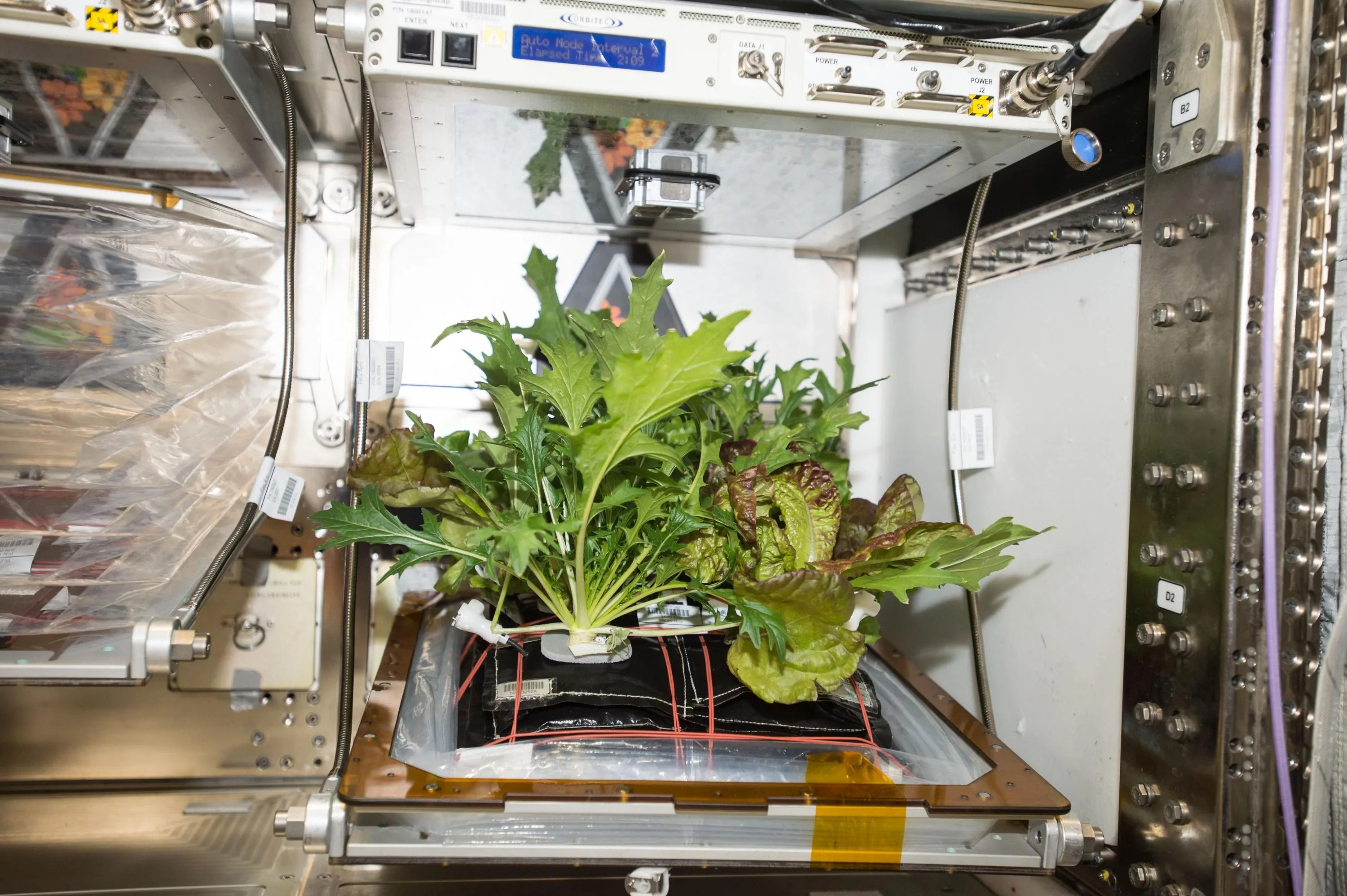 Laboratory chamber with lush green plants growing from a test platform.