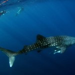 A white-spotted whale shark swims in a blue ocean.