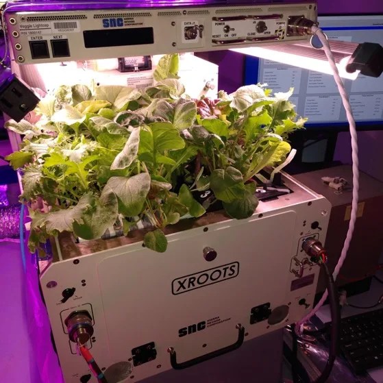 Photo of plants in an Xroots text box under grow lights