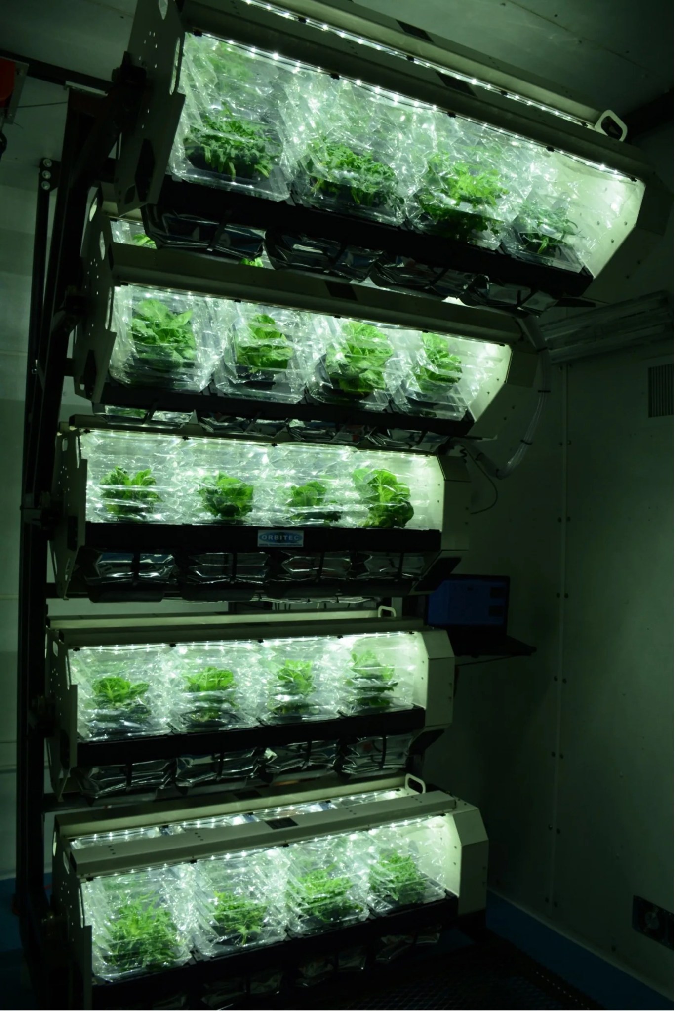 Photo of green plants in a vertical wall structure under grow lights