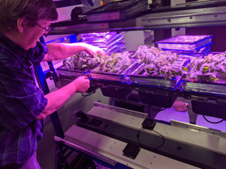 Photo of a man working on plants under grow lights