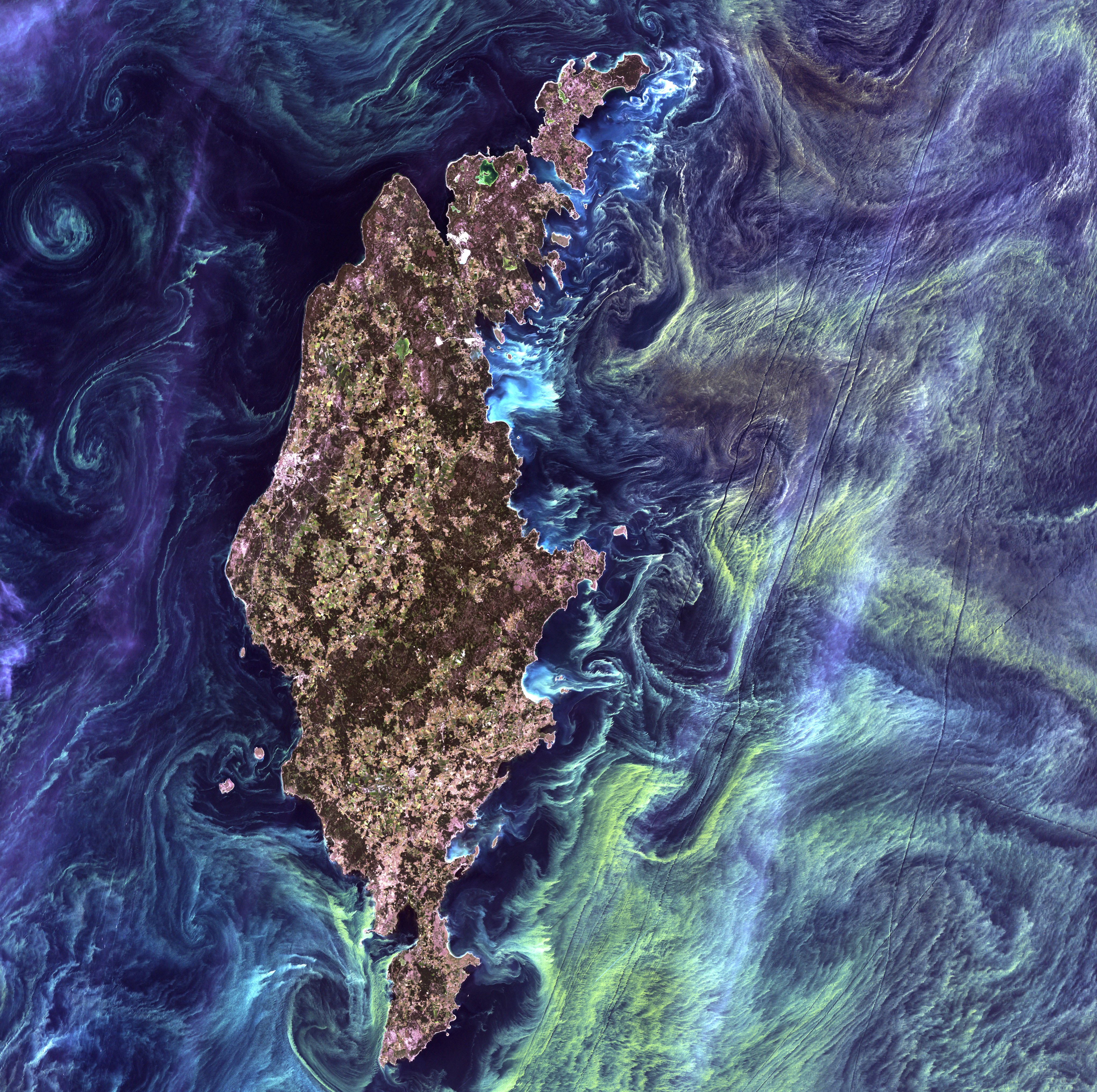 波罗的海中的瑞典岛屿哥特兰周围的黑水中，大片绿色的浮游植物在漩涡中翻腾。来自陆地卫星7的图像。