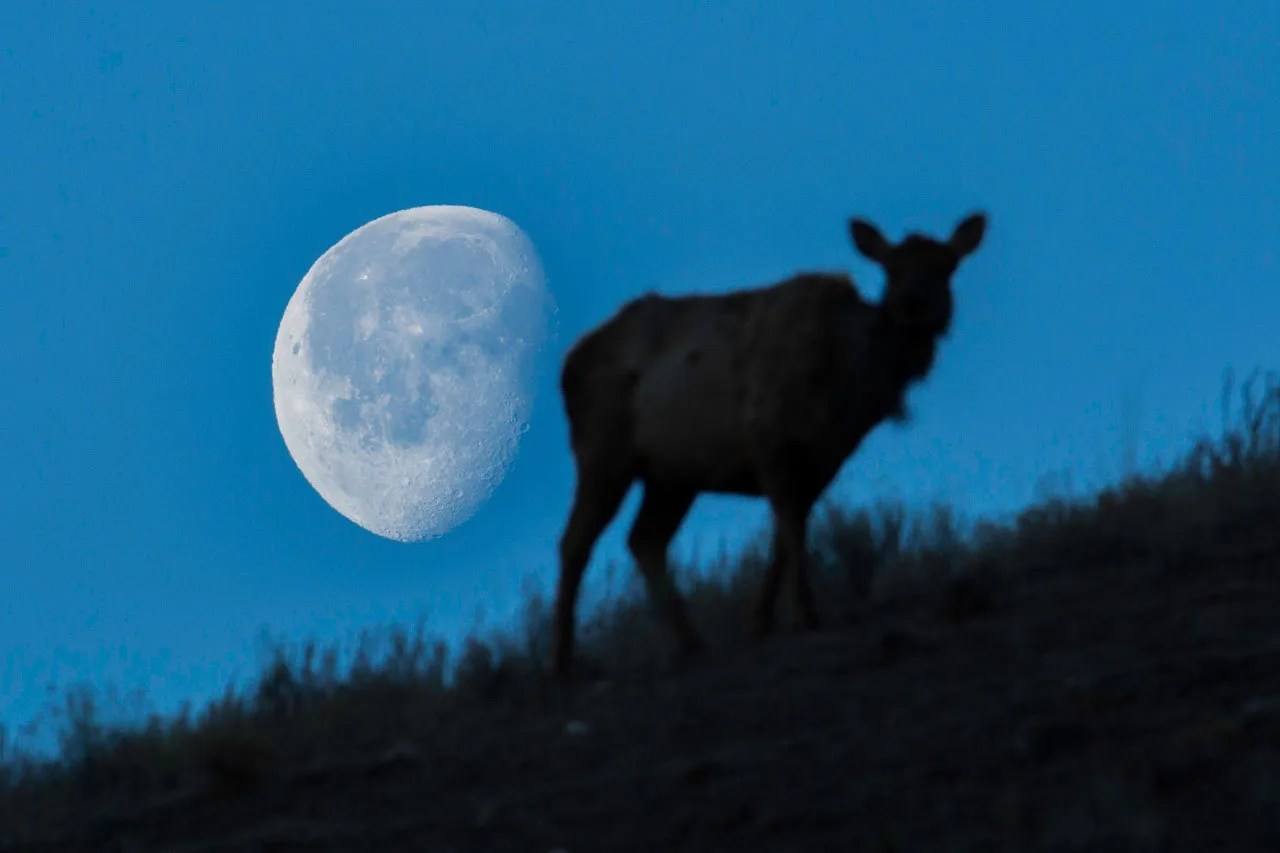 Silhouette of an elk in front of a large Moon.