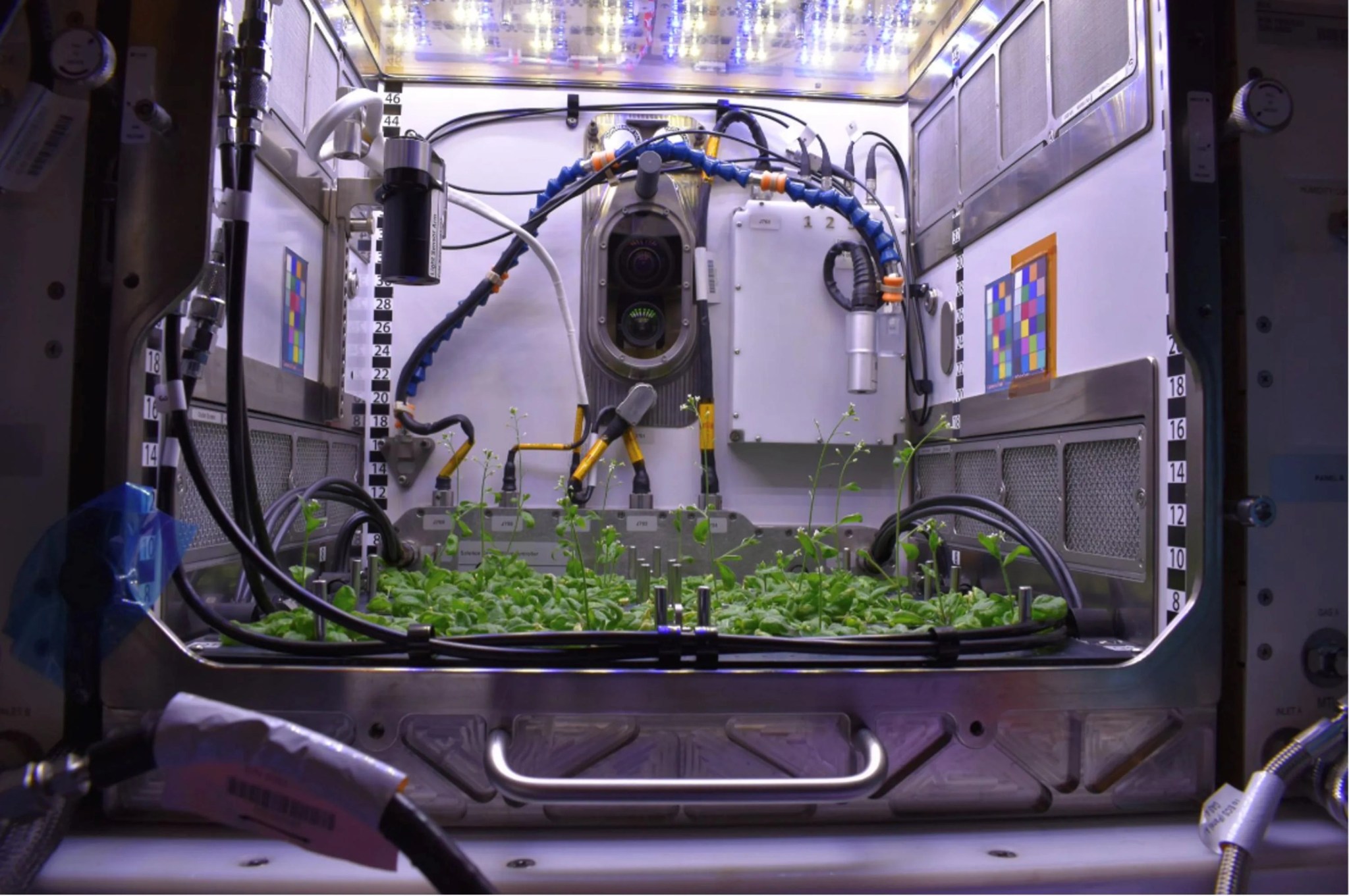 Small green Arabidopsis plants germinating on the base of the Advanced Plant Habitat growth chamber. This is a large box with walls on each side except for the front, which has a large opening. Within the opening, there are LED lights are at the top, air vents on the sides, and a combination of small sensors with cameras.