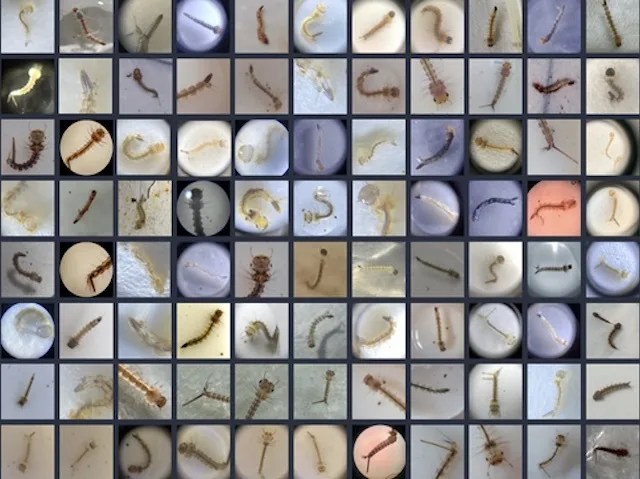 A collage of magnified mosquito larvae photos submitted by citizen scientists.