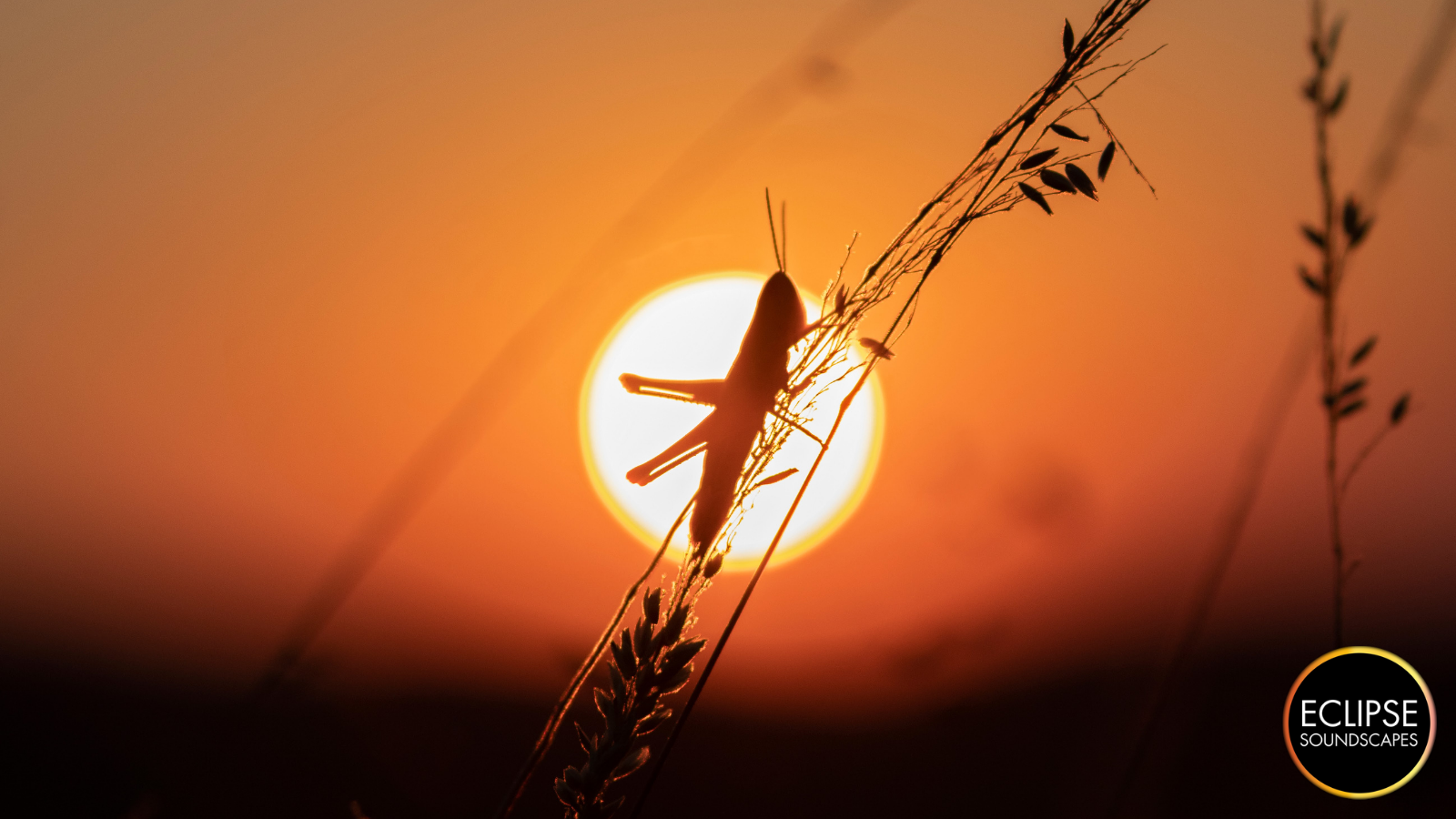 Close up photo of grass in a field with a sunset in the background