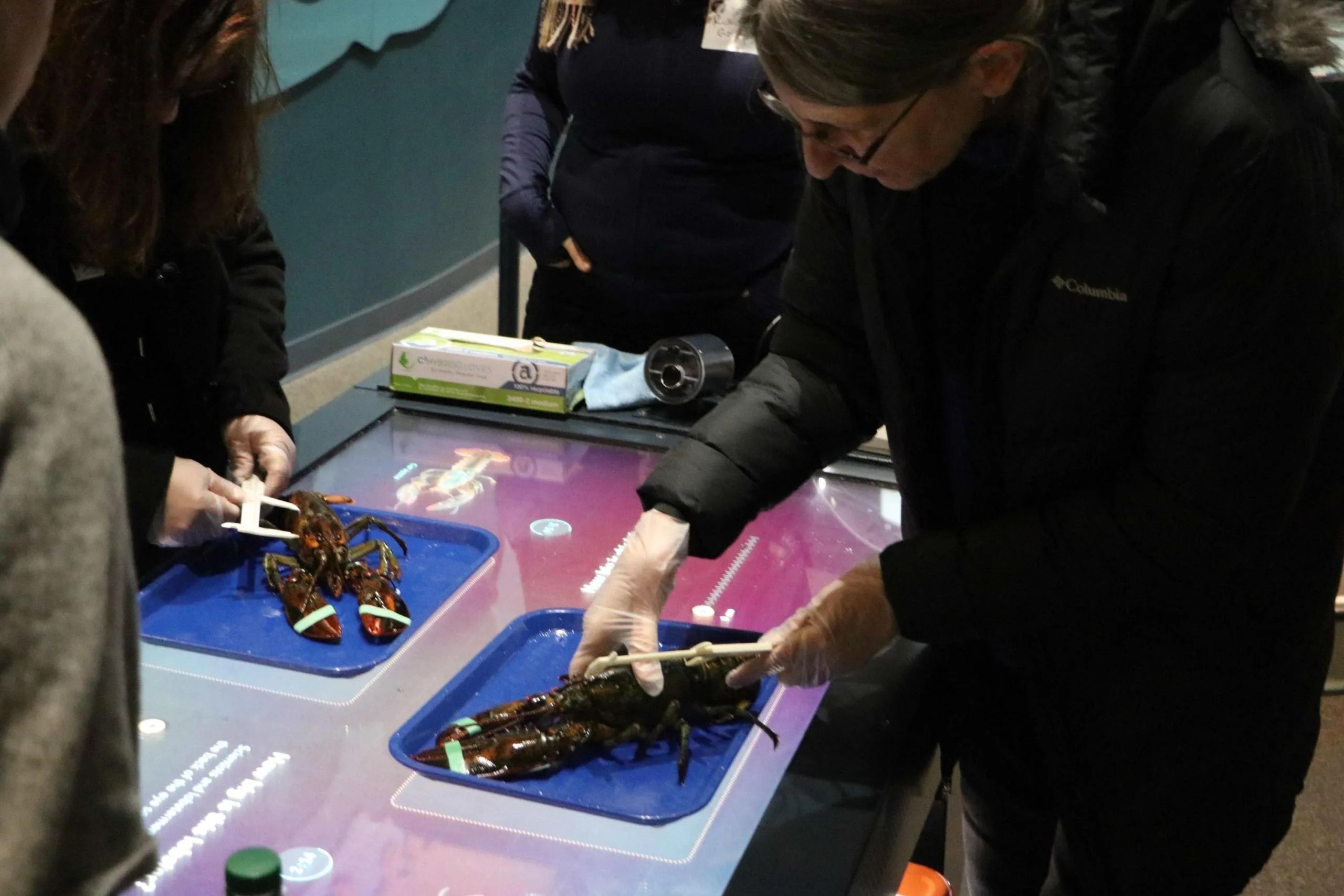 A group of 4 educators are standing around an interactive table conducting an investigation of Lobsters. 2 of the teachers are holding a lobster on a blue tray. They are measuring the carapace of the lobster using a trident. The other two teachers are standing next to them, observing.