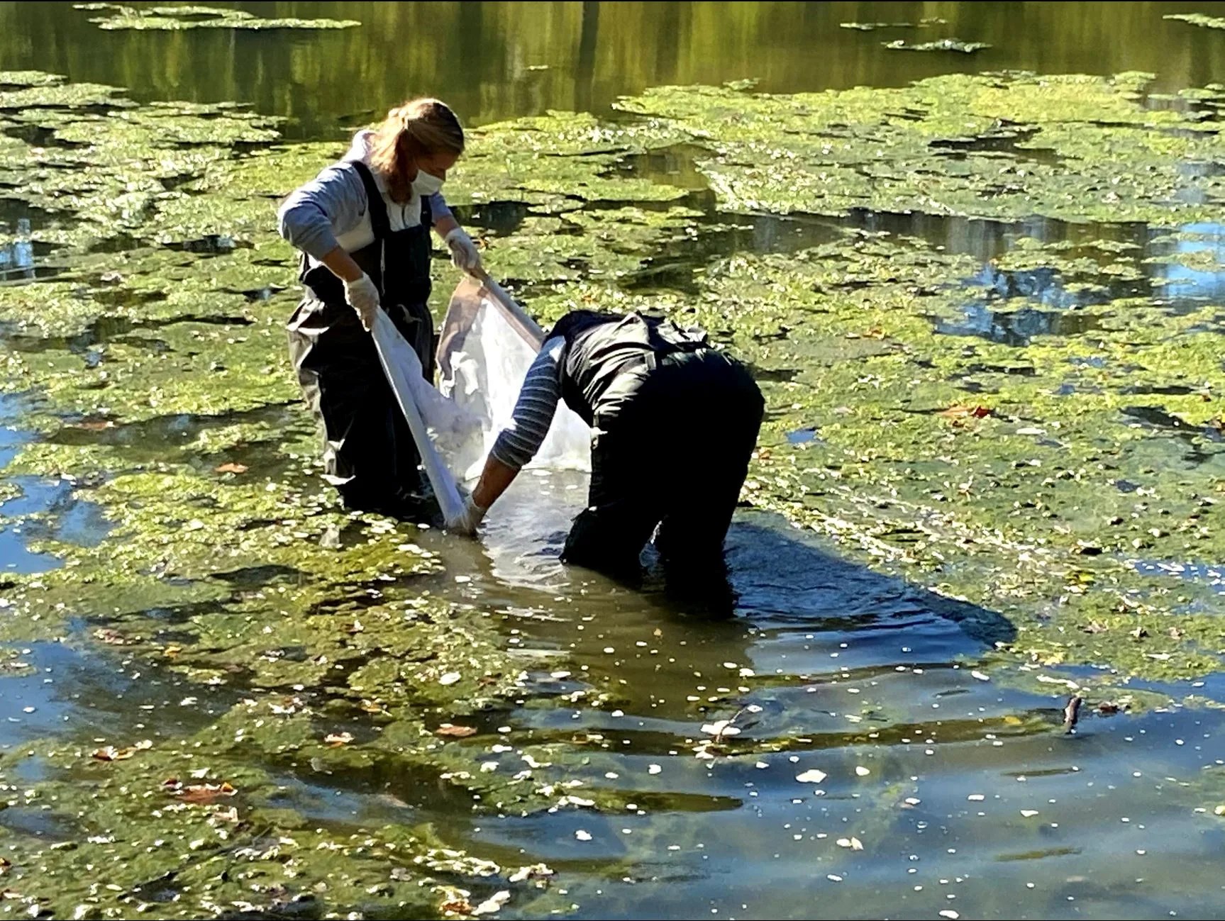 Cynthia Madanski and Julie Campbell in the Maumee River collecting Macroinvertebrates.