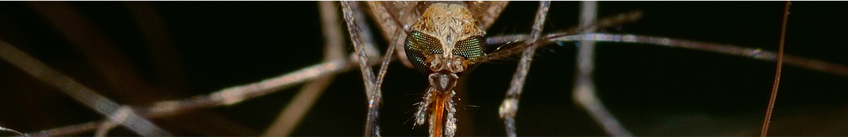 Closeup image of mosquito.