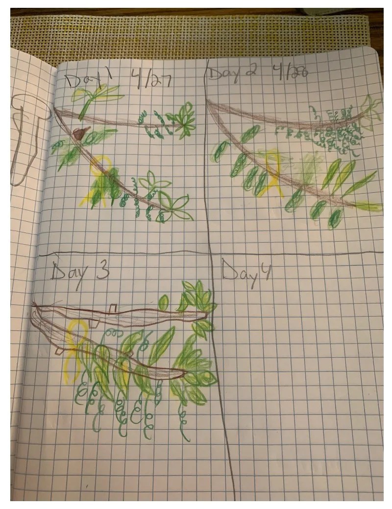 A student's drawing of the bud burst observations he made and recorded in his GLOBE Kids Club science notebook.