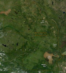 Satellite image of forested land. in the lower right a brown water Lake Claire exists, The peace river in the lower middled meanders from the lower middle right to the lower left another unnamed brown water lake exists in the top left. Other bodies of water appear, also largely in the upper left, scattered and much smaller, but also appear extremely dark in color