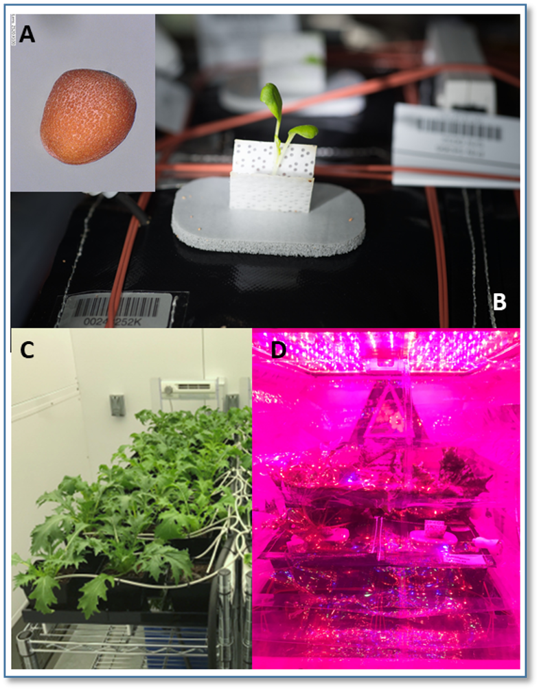 ):  One single image is divided into four parts: A shows a Mizuna seed as a tan-colored, smooth-textured, irregularly shaped sphere. B shows a two-leafed small green Mizuna seedling emerging from the white “window” of a black seed “pillow” aboard the Space Station. C shows a row of healthy Mizuna plants in pots with irrigation hoses in a ground environmental chamber. D shows multiple Mizuna plants growing in the Veggie unit on the Space Station. The Veggie unit displays multiple seed pillows and the unit is