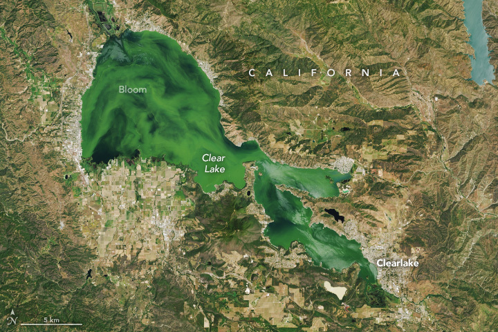 Surrounded by a mixture of green landscape and dry landscape is Clear Lake, which appears a vibrant light green. The lake has a peninsula jutting into the side of it from the bottom of the image, from that point the lake stretches into two more longitudinal legs to the bottom right, and to the left is the majority of the surface area of the lake, more open and rounded, stretching up to the left. Below and this section farm land is discernable and to the left or the lake is a notable population center. Another population center is at the bottom right, and there are some smaller ones scattered around the coastline.