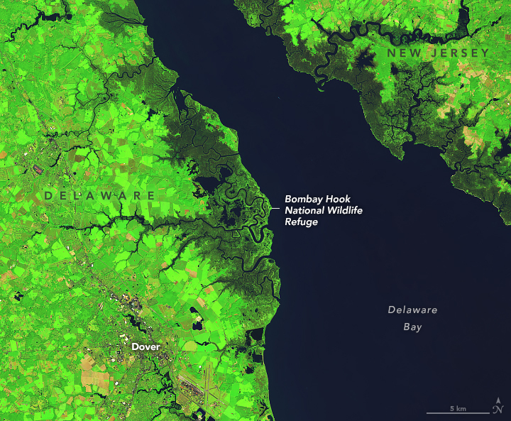 Vibrant green land borders both sides of the dark blue Delaware Bay The upper right land is New Jersey, the left side being Delaware. Dover is also labelled in the lower left. On Delaware's coast is the Bombay Hook National Wildlife Refuge, which appears a darker green color than the majority of the land, and has numerous waterways weaving through it.