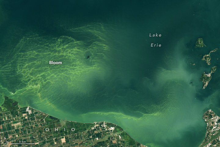 Lake Erie, filling the top of the image, appears green, with brighter green coloration on the left. The bright green section is labelled as a Bloom. At the bottom of the image is Ohio, which consists of mostly gridded roads and green fields.