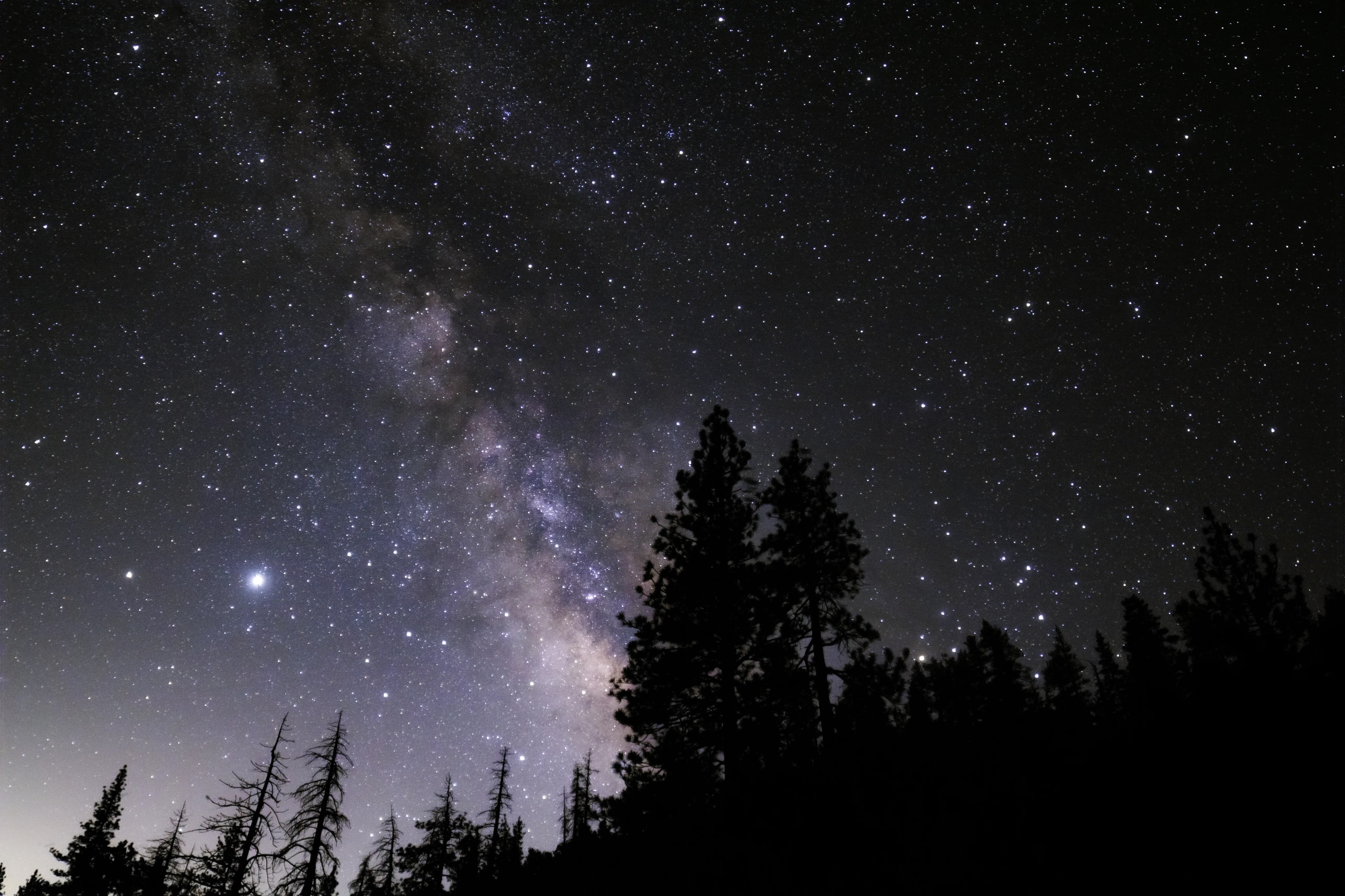Conifer trees in a forest appear in darkened silhouette against the night sky, where the Milky Way is seen as a diagonal, pink-hued band of light with dark dust clouds.